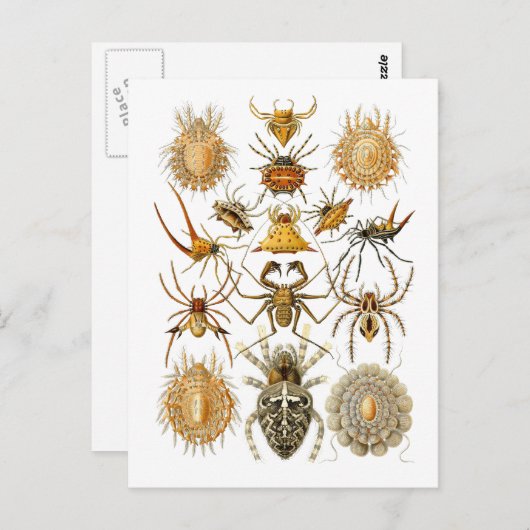 Spiers Briefkaart (Voorkant / Achterkant)