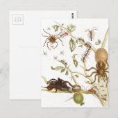 Spiers, mieren en kolibrie op een tak van ... briefkaart (Voorkant / Achterkant)