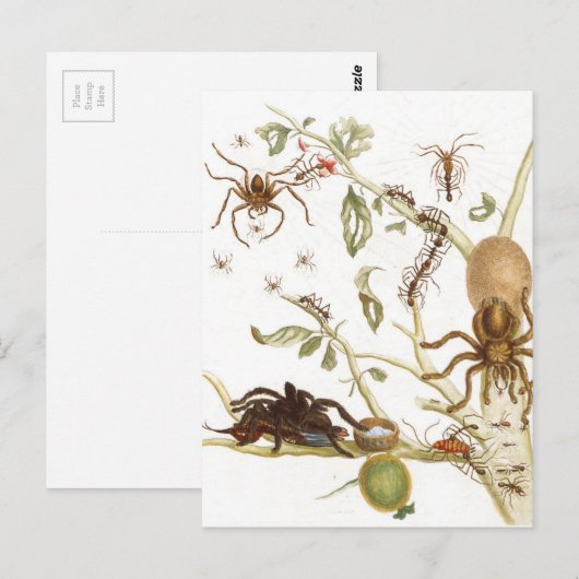 Spiers, mieren en kolibrie op een tak van ... briefkaart (Voorkant / Achterkant)
