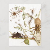 Spiers, mieren en kolibrie op een tak van ... briefkaart (Voorkant)