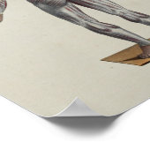 Spierspascacaoanatomie Voorzijde Poster (Hoek)