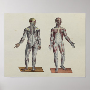 Spierspascacaoanatomie Voorzijde Poster