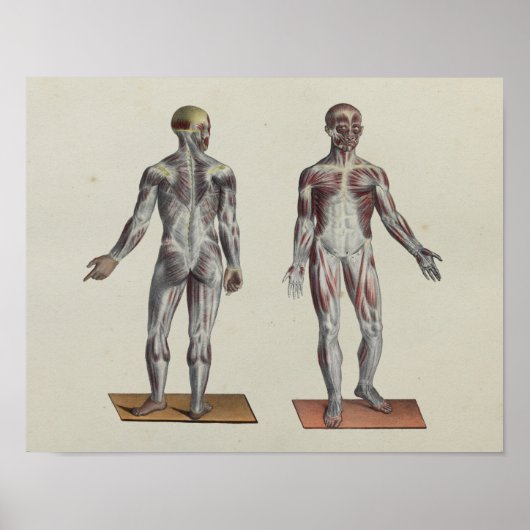 Spierspascacaoanatomie Voorzijde Poster (Voorkant)