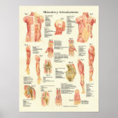 Spierspasme Anatomie Músculos Anatomia Poster (Voorkant)
