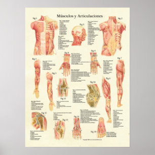 Spierspasme Anatomie Músculos Anatomia Poster