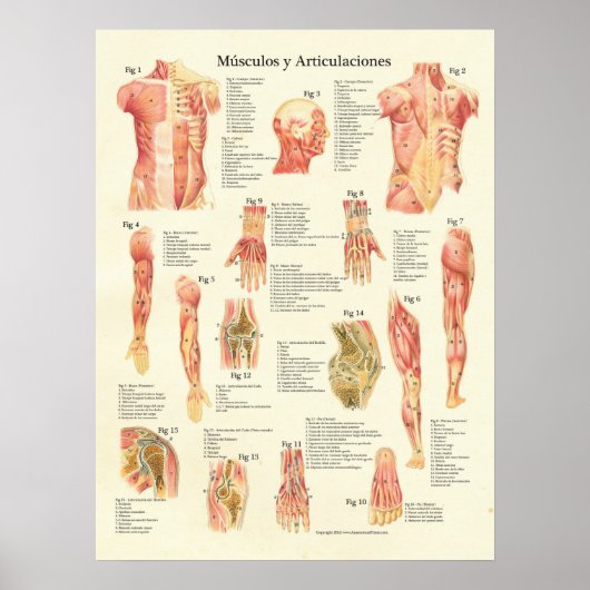 Spierspasme Anatomie Músculos Anatomia Poster (Voorkant)