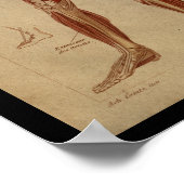 Spierspieren Interne humane anatomie Afdrukken Poster (Hoek)