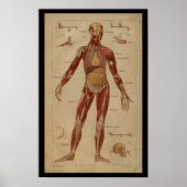 Spierspieren Interne  humane anatomie Afdrukken Poster (Voorkant)