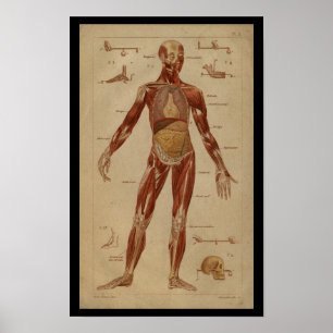 Spierspieren Interne  humane anatomie Afdrukken Poster