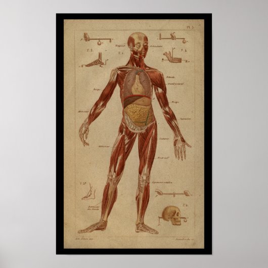 Spierspieren Interne humane anatomie Afdrukken Poster (Voorkant)