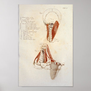 Spierspijn Anatomie Afdrukken nek Cervicale Spine Poster