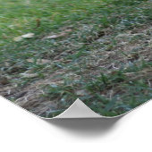 "Spiffy", Rooster Poster (Hoek)