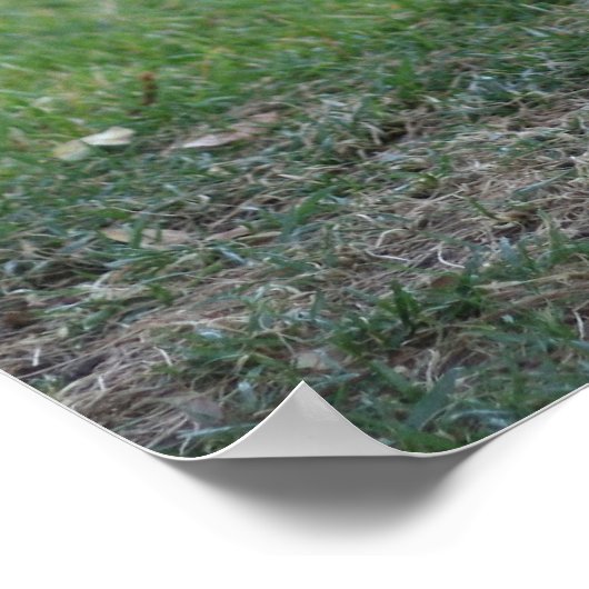 "Spiffy", Rooster Poster (Hoek)