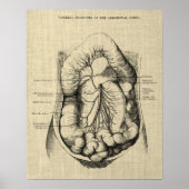 Spijsverteringsstelsel Anatomie print 2 Gastro-ent (Voorkant)