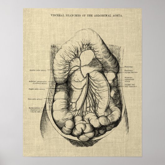 Spijsverteringsstelsel Anatomie print 2 Gastro-ent (Voorkant)