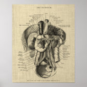 Spijsverteringsstelsel Anatomie print 3 Gastro-ent (Voorkant)