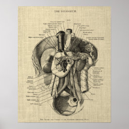 Spijsverteringsstelsel Anatomie print 3 Gastro-ent