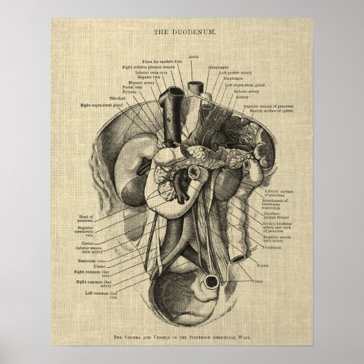 Spijsverteringsstelsel Anatomie print 3 Gastro-ent (Voorkant)