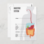 spijsverteringsstelsel briefkaart (Voorkant / Achterkant)