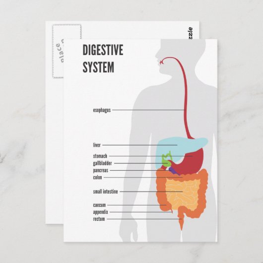 spijsverteringsstelsel briefkaart (Voorkant / Achterkant)