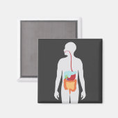 spijsverteringsstelsel magneet (Voorkant / Achterkant)