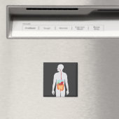 spijsverteringsstelsel magneet (Insitu (Vaatwasser))