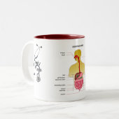 spijsverteringsstelsel... tweekleurige koffiemok (Voorkant links)