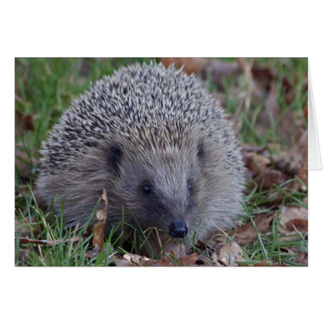 Spike Kaart (Voorkant Horizontaal)