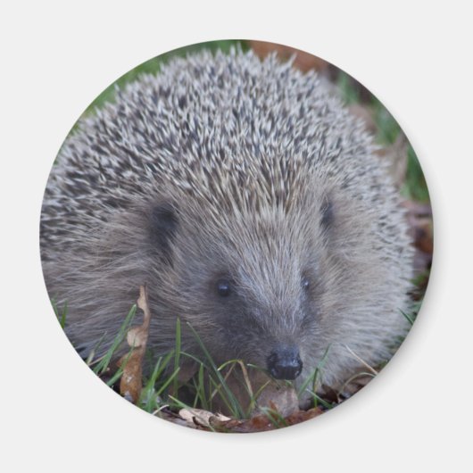 Spike Magnet (Voorkant)