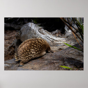 Spiky en Furry Echidna, Schattige Australisch dier Poster