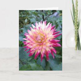 Spiky roze dahlia briefkaart