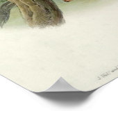 Spilornis Rufipectus (Sulawesi Serpent-eagle) Poster (Hoek)