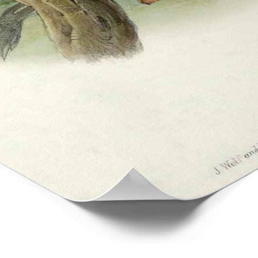 Spilornis Rufipectus (Sulawesi Serpent-eagle) Poster (Hoek)