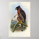 Spilornis Rufipectus (Sulawesi Serpent-eagle) Poster (Voorkant)