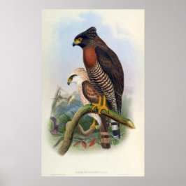 Spilornis Rufipectus (Sulawesi Serpent-eagle) Poster