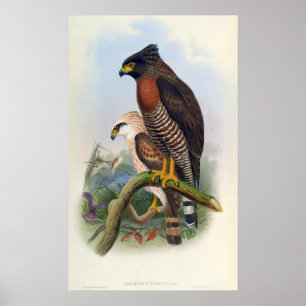 Spilornis Rufipectus (Sulawesi Serpent-eagle) Poster