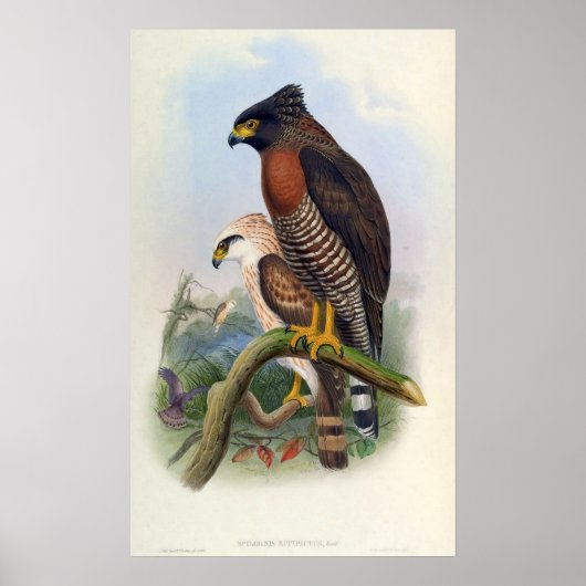 Spilornis Rufipectus (Sulawesi Serpent-eagle) Poster (Voorkant)