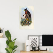 Spilornis Rufipectus (Sulawesi Serpent-eagle) Poster (Thuiskantoor)