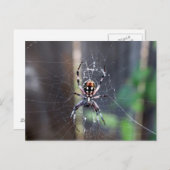 spin briefkaart (Voorkant / Achterkant)