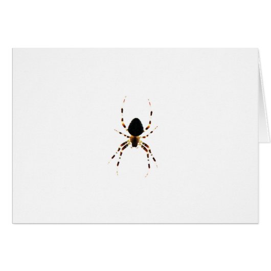 Spin gccnm (Voorkant Horizontaal)