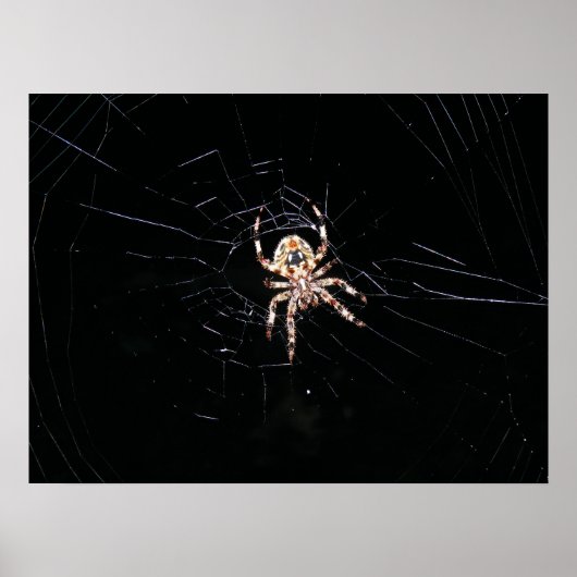 SPIN IN HET DONKER POSTER (Voorkant)