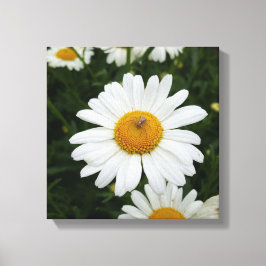 Spin op Daisy Canvas Afdruk