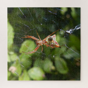 Spin op Web Arachnid Insect Macro Natuur Foto Legpuzzel