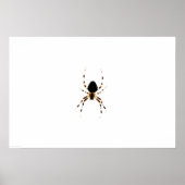Spin spider poster (Voorkant)