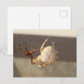 Spin up dichtbij briefkaart (Voorkant / Achterkant)