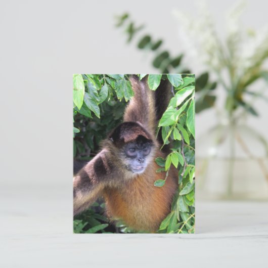 spinaaimaap briefkaart (Staand voorkant)