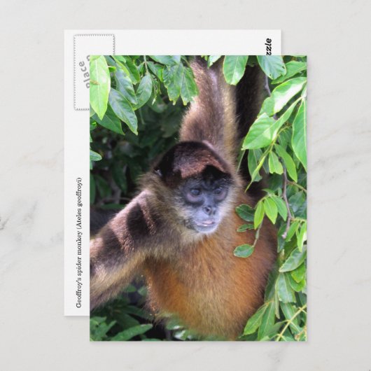 spinaaimaap briefkaart (Voorkant / Achterkant)