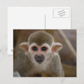 Spinaap Briefkaart (Voorkant / Achterkant)