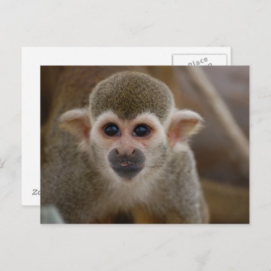 Spinaap Briefkaart (Voorkant / Achterkant)