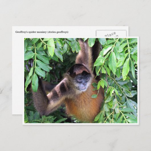 spinaap briefkaart (Voorkant / Achterkant)